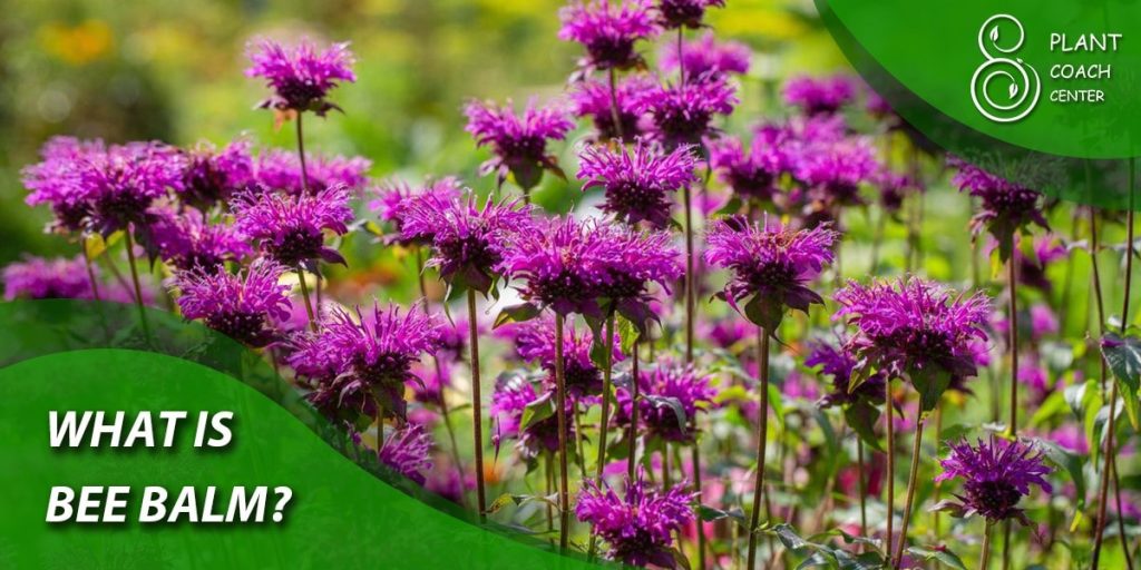 What is Bee Balm?