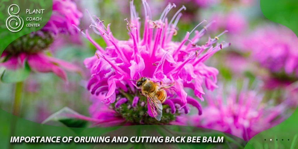 Importance of Pruning and Cutting Back Bee Balm