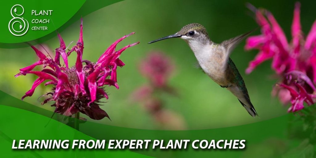 Learning from Expert Plant Coaches