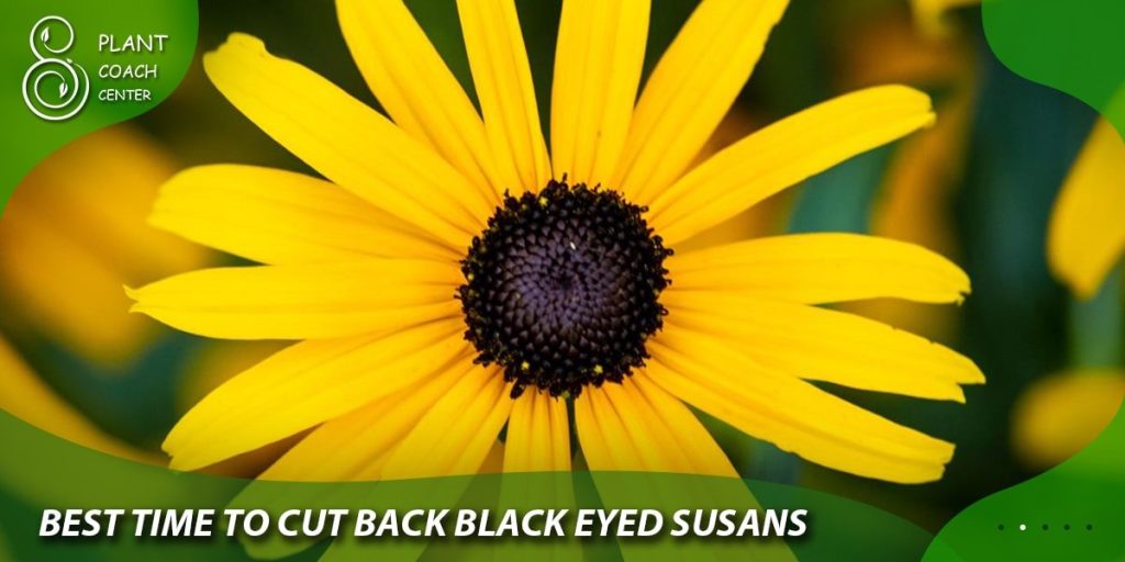best time to cut back black eyed susans