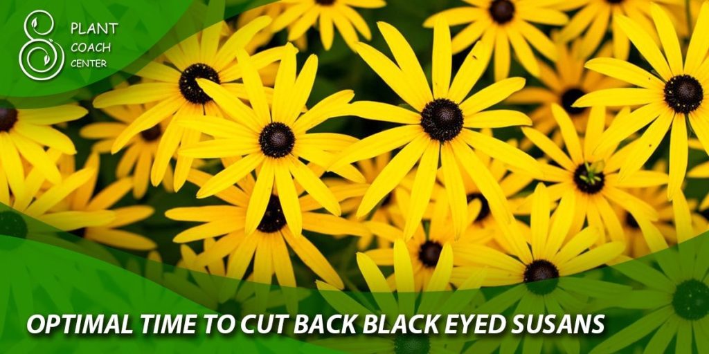 optimal time to cut back black eyed susans