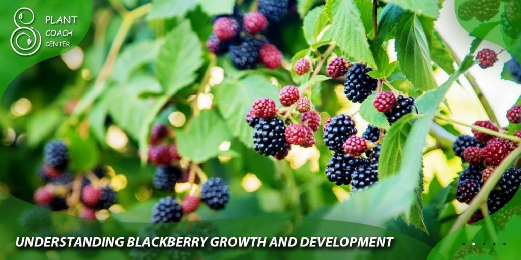Understanding Blackberry Growth and Development