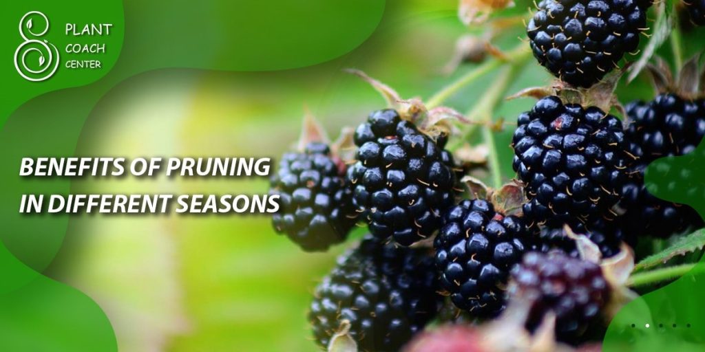 Benefits of Pruning in Different Seasons