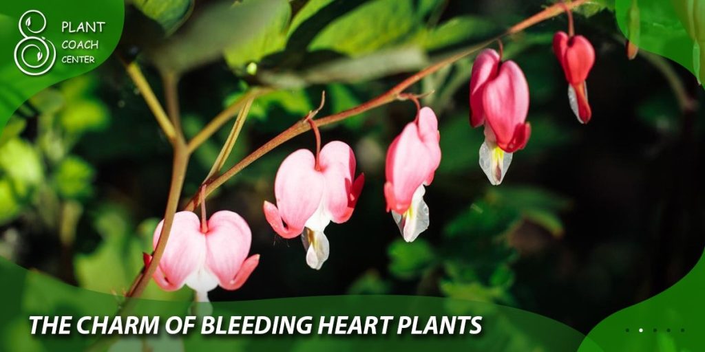The Charm of Bleeding Heart Plants