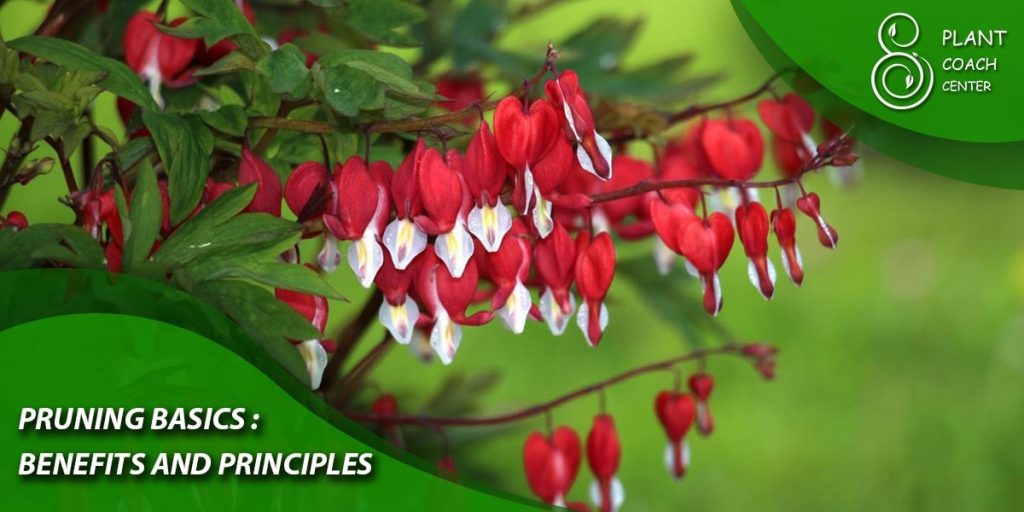Pruning Basics: Benefits and Principles