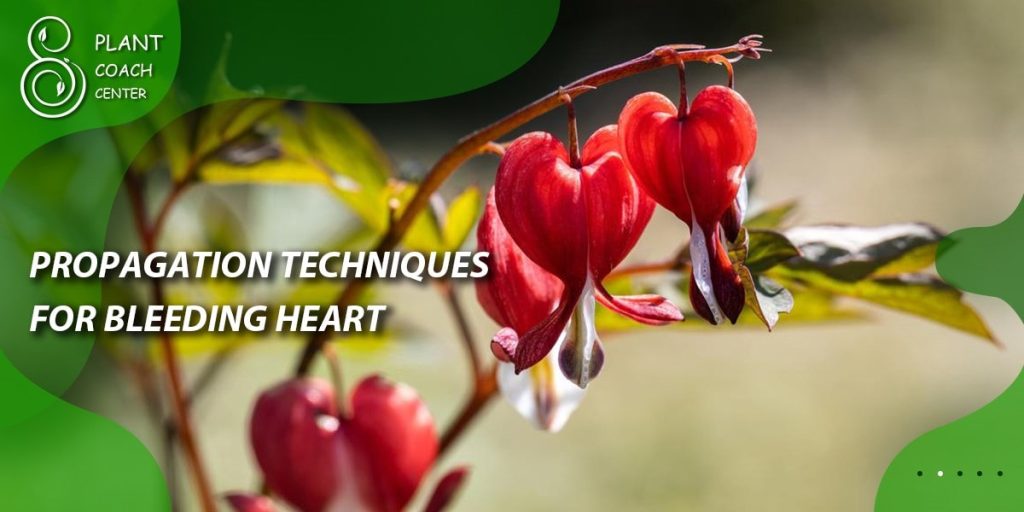 Propagation Techniques for Bleeding Heart
