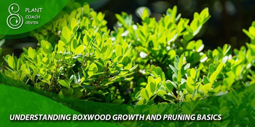 Understanding Boxwood Growth and Pruning Basics