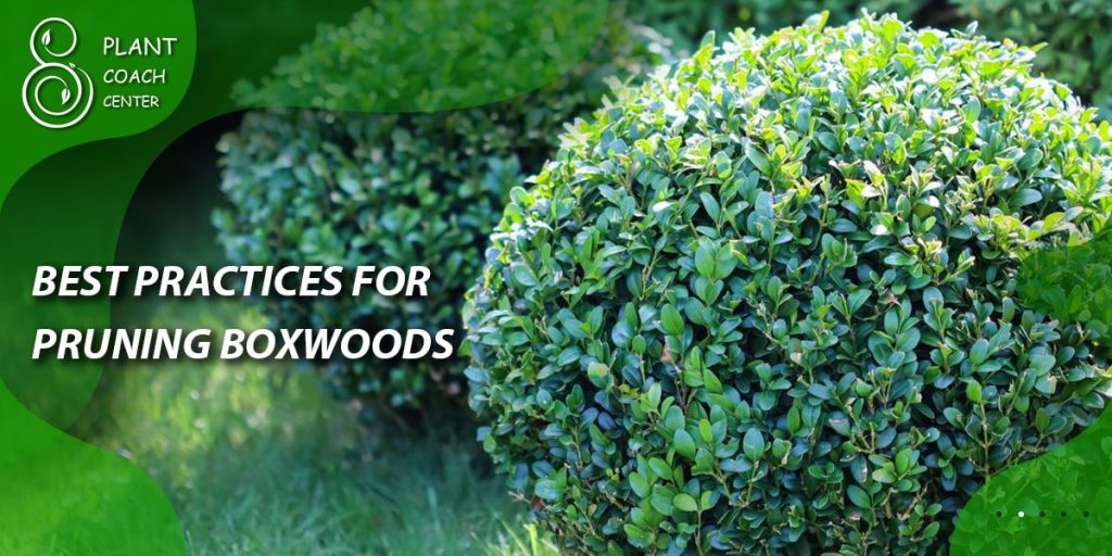 Best Practices for Pruning Boxwoods