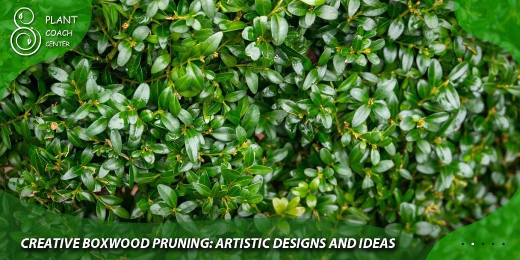 Creative Boxwood Pruning: Artistic Designs and Ideas