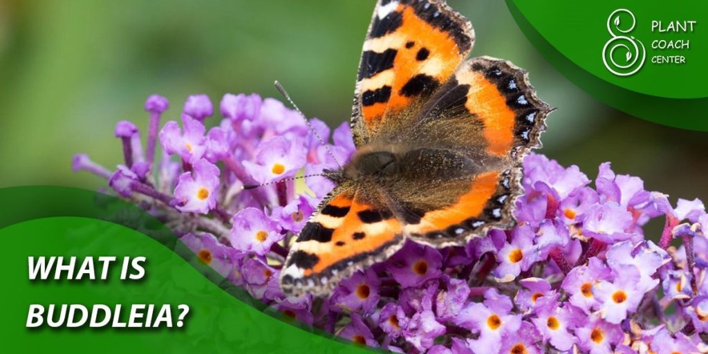 What is Buddleia?