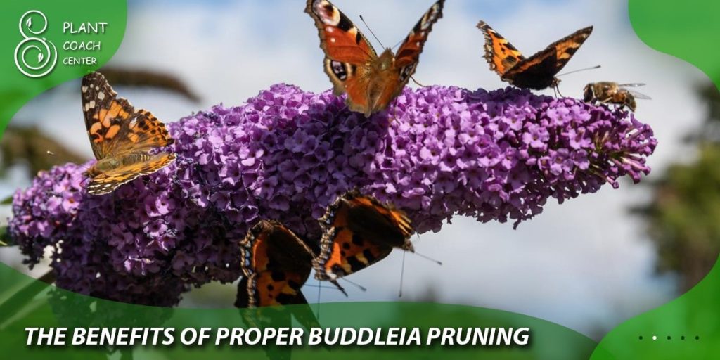 The Benefits of Proper Buddleia Pruning
