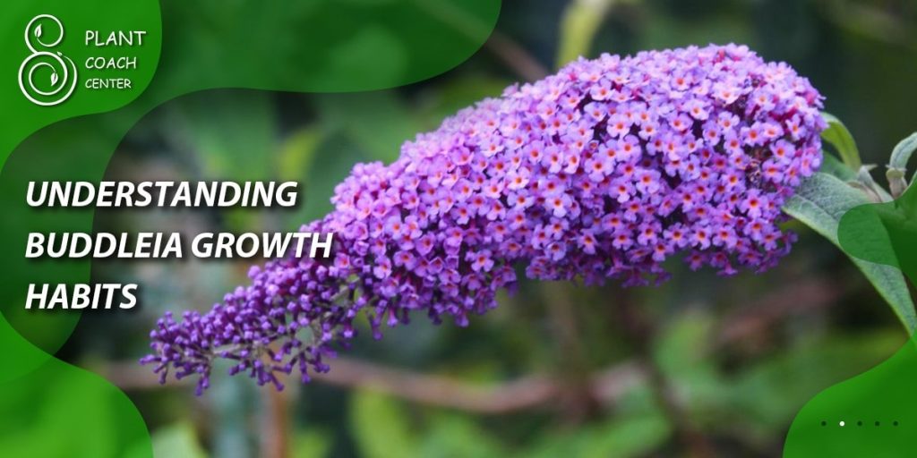 Understanding Buddleia Growth Habits