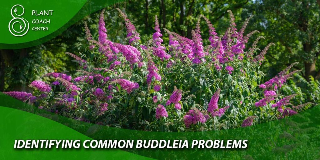 Identifying Common Buddleia Problems