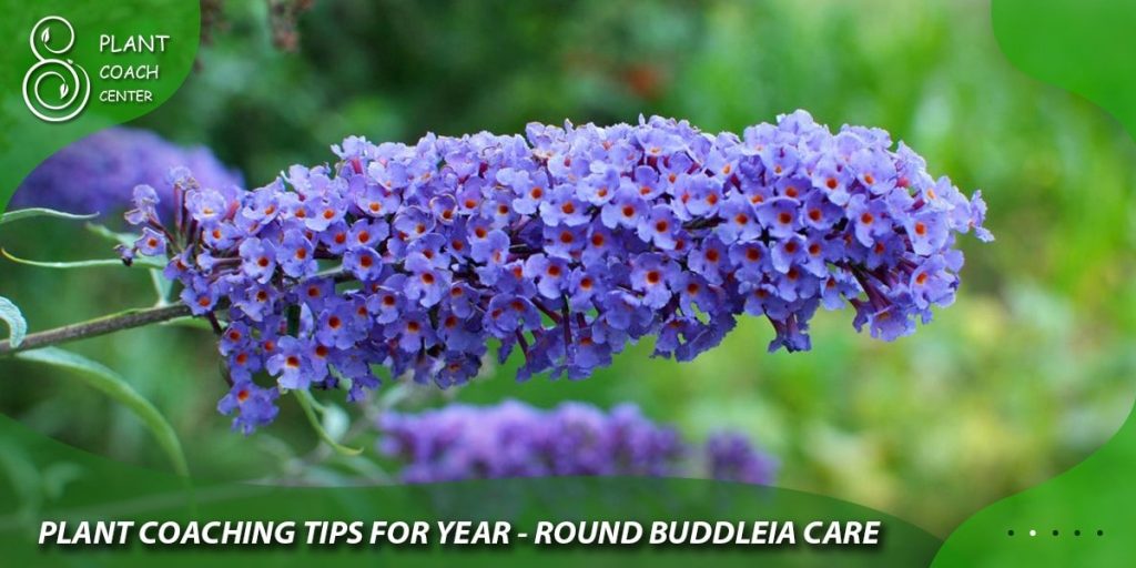 Plant Coaching Tips for Year-Round Buddleia Care