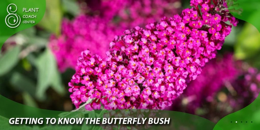 Getting to Know the Butterfly Bush