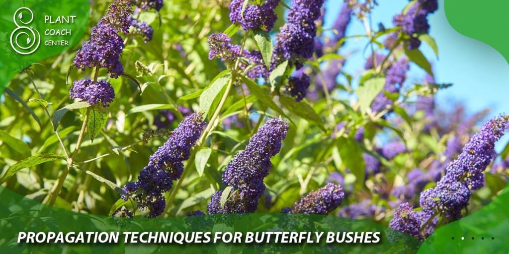 Propagation Techniques for Butterfly Bushes