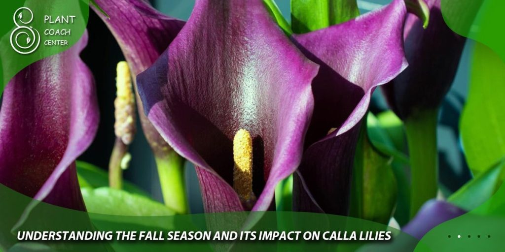 Understanding the Fall Season and Its Impact on Calla Lilies