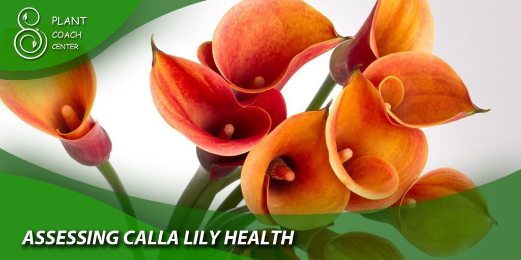 Assessing Calla Lily Health