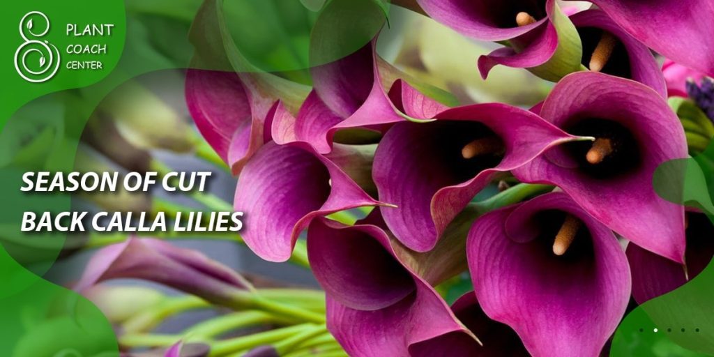 season of cut back calla lilies