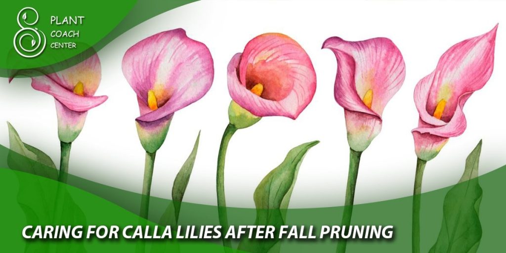 Caring for Calla Lilies after Fall Pruning
