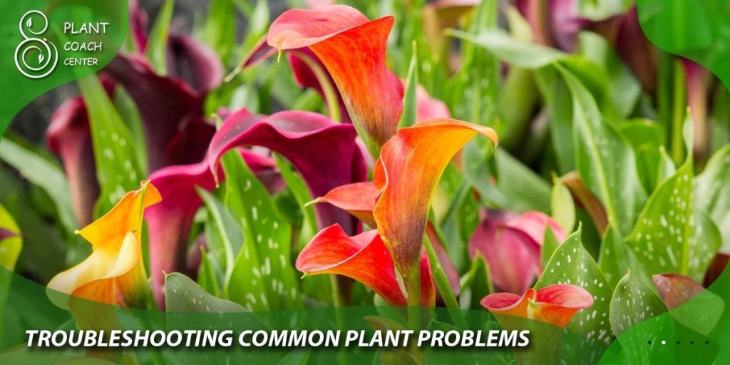 Troubleshooting Common Plant Problems