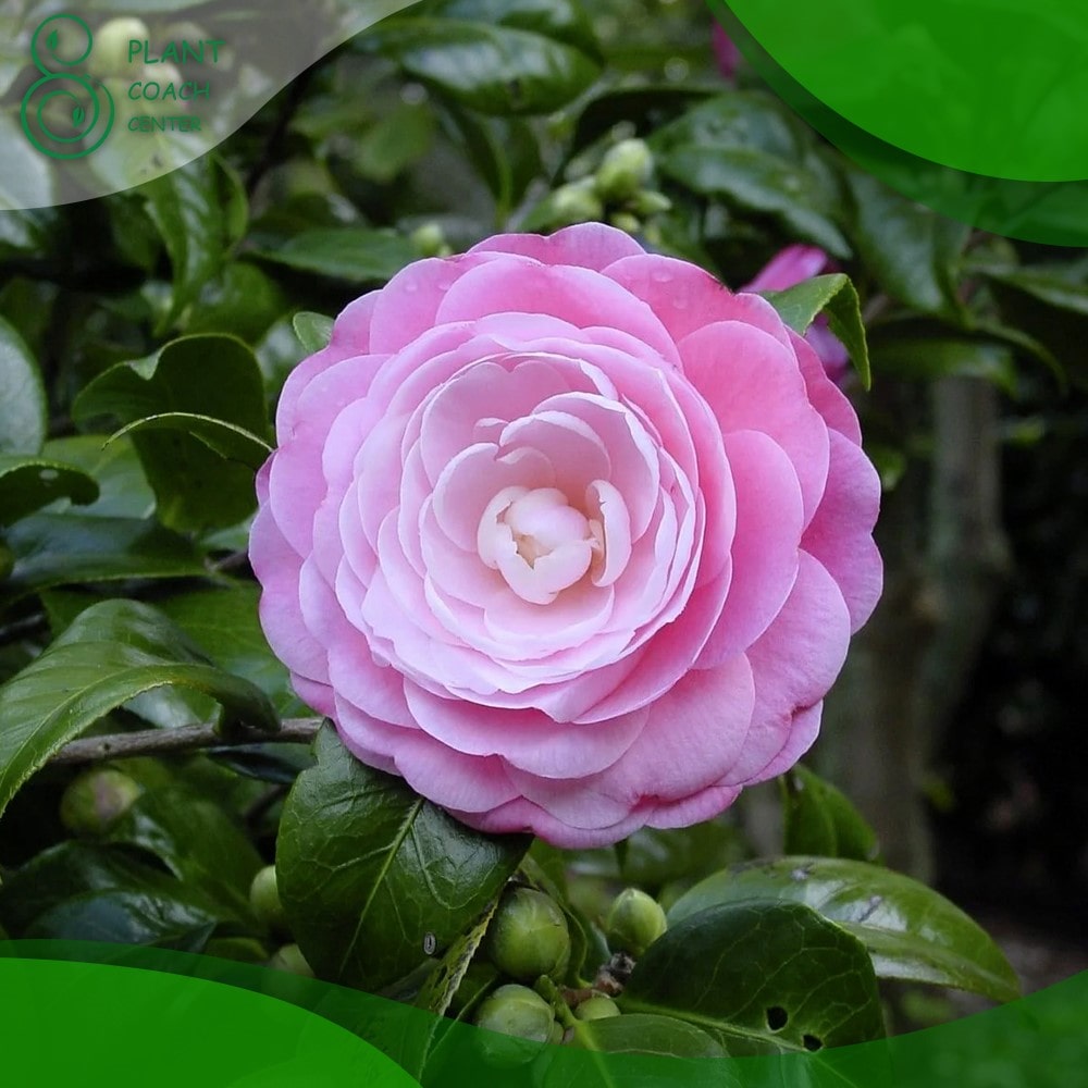 When to Cut Back Camellias