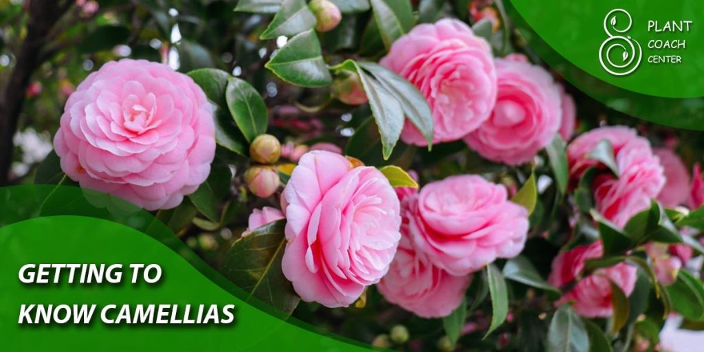 Getting to Know Camellias
