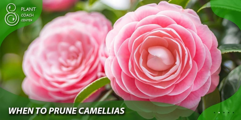 When to Prune Camellias