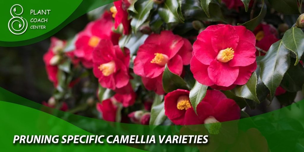 Pruning Specific Camellia Varieties