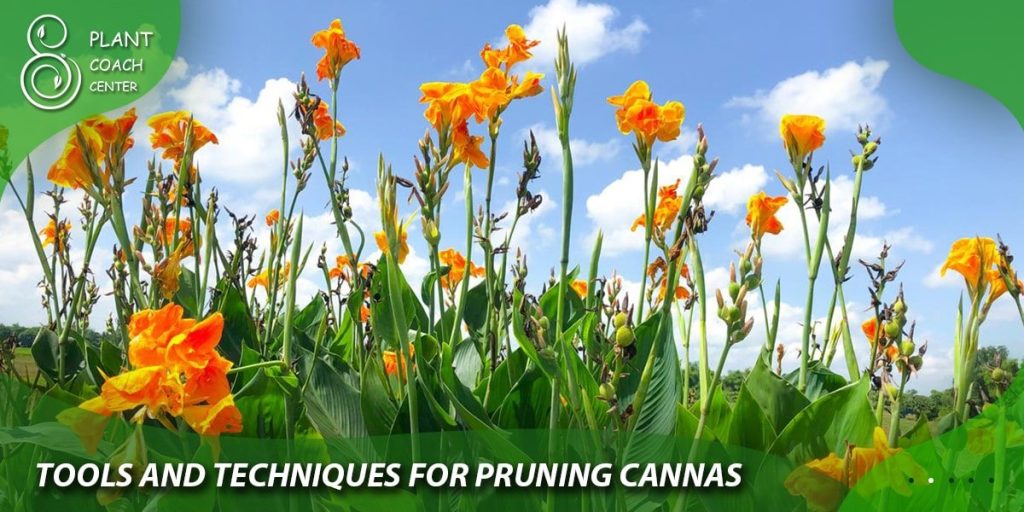 Tools and Techniques for Pruning Cannas
