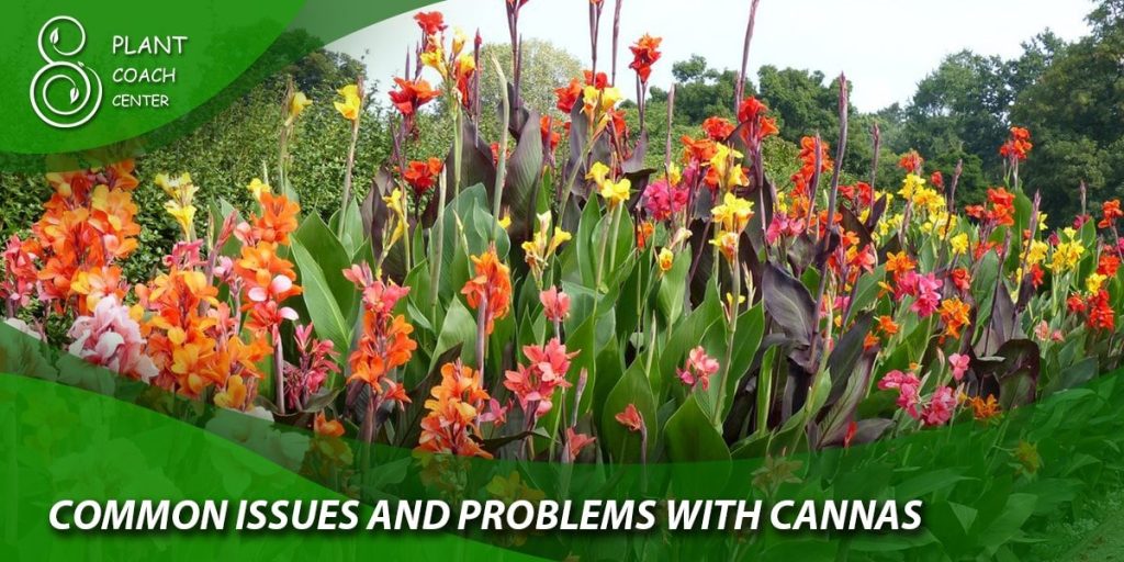 Common Issues and Problems with Cannas