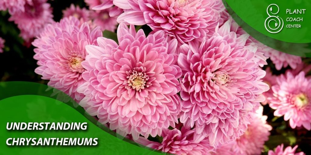 Understanding Chrysanthemums