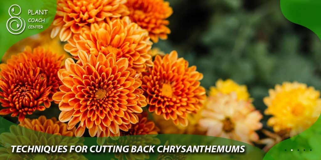 Techniques for Cutting Back Chrysanthemums