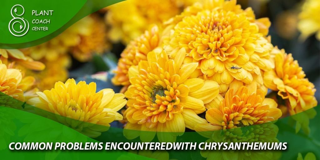 Common Problems Encountered with Chrysanthemums