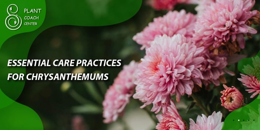 Essential Care Practices for Chrysanthemums