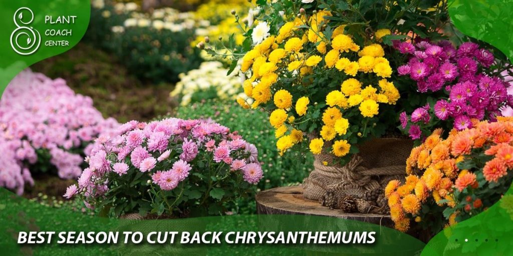 best season to cut back chrysanthemums