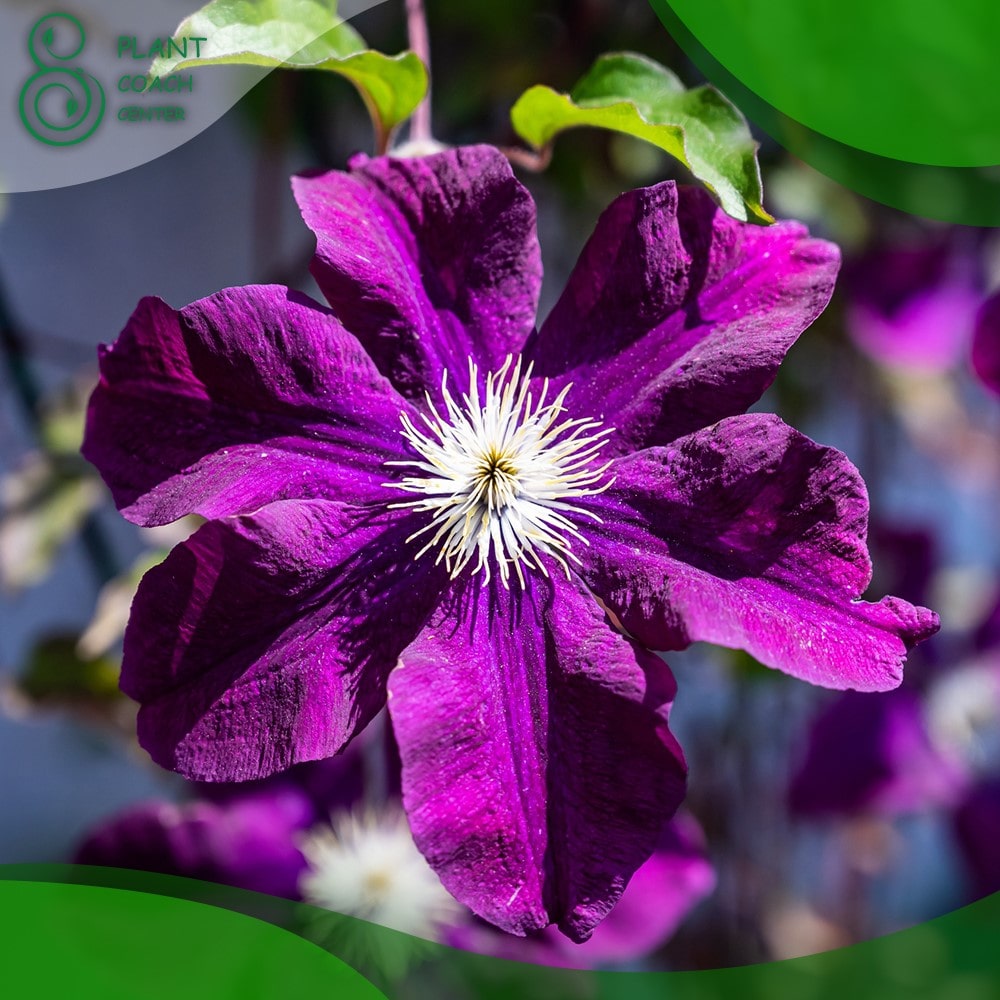 When to Cut Back Clematis