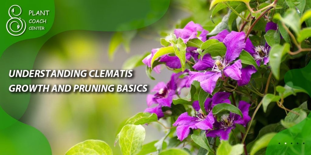 Understanding Clematis Growth and Pruning Basics