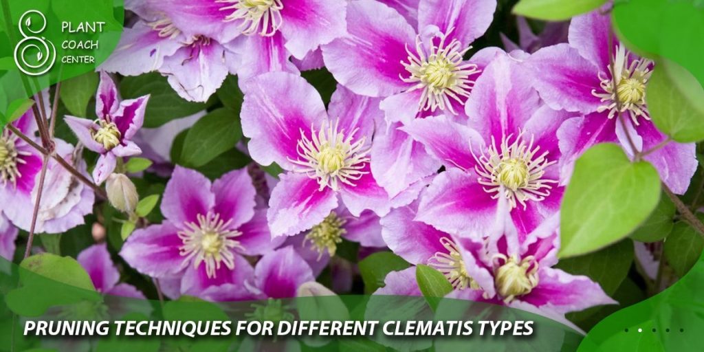 Pruning Techniques for Different Clematis Types