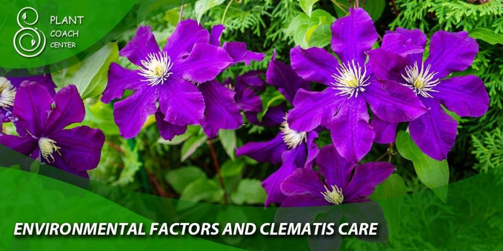Environmental Factors and Clematis Care