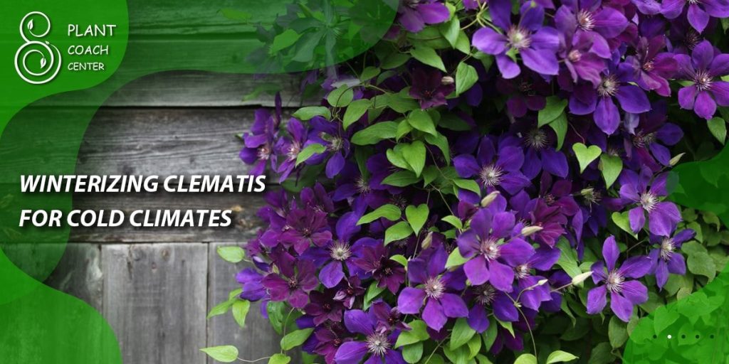 Winterizing Clematis for Cold Climates