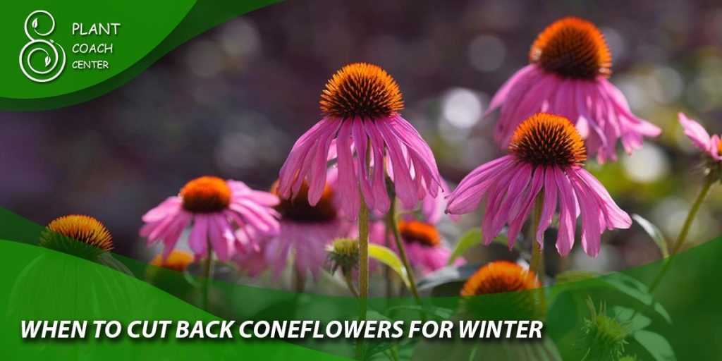 When to Cut Back Coneflowers for Winter