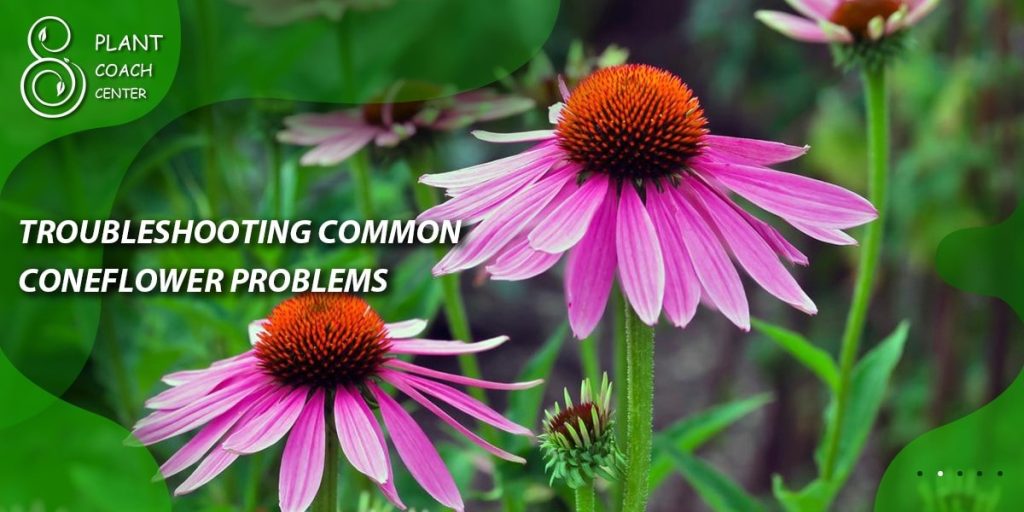 Troubleshooting Common Coneflower Problems