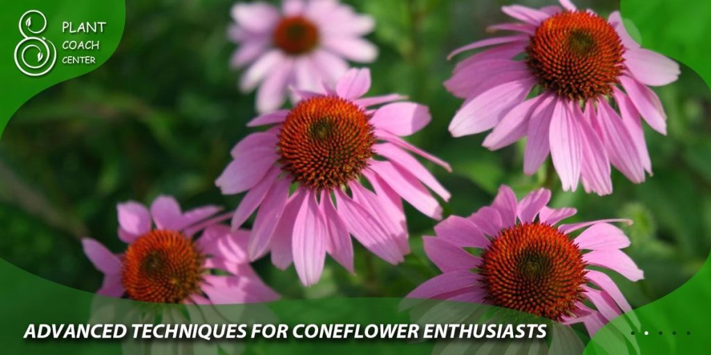 Advanced Techniques for Coneflower Enthusiasts