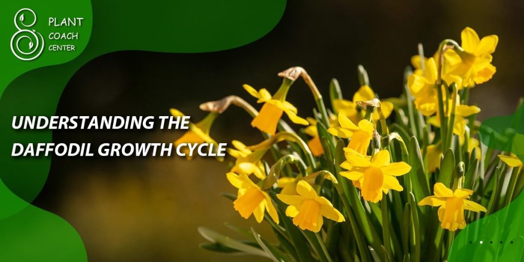 Understanding the Daffodil Growth Cycle