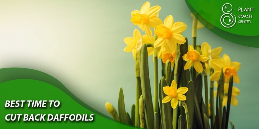 best time to cut back daffodils