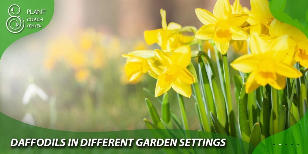 Daffodils in Different Garden Settings