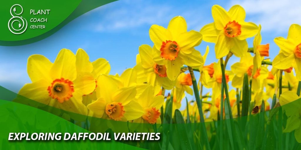 Exploring Daffodil Varieties