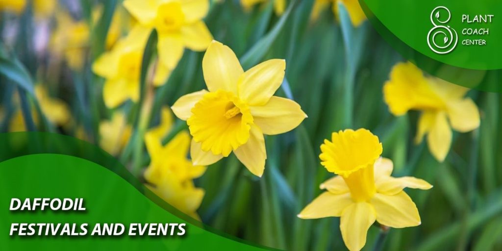 Daffodil Festivals and Events