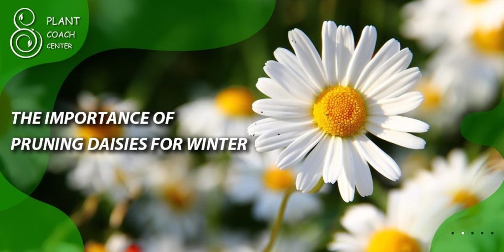 The Importance of Pruning Daisies for Winter